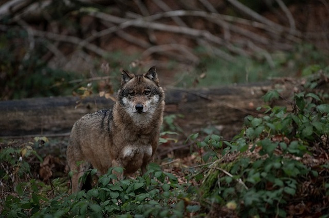 Modification loi sur la chasse